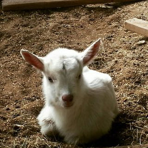 Picture of a baby goat, all white, sitting in dirt.