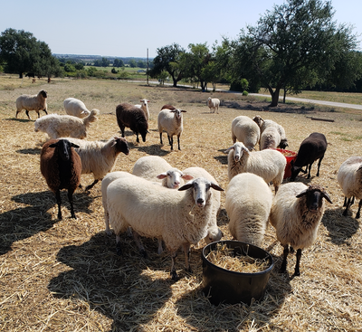 The Four Milk Types of American Cheesemaking