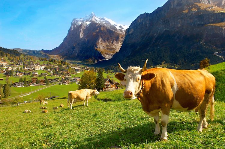Cheese club box | Image of cows grazing on lush pasture