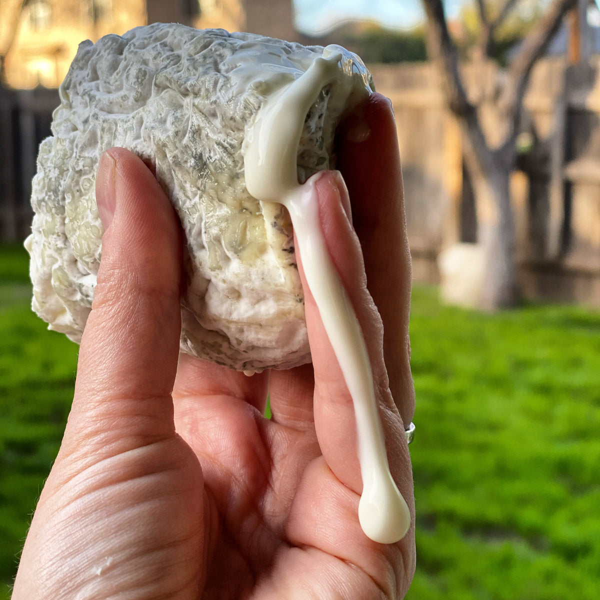Antonelli's Cheese Shop & Kitchen - Fareground